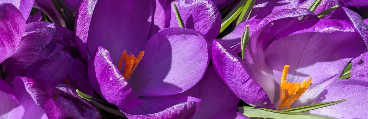 Crocii