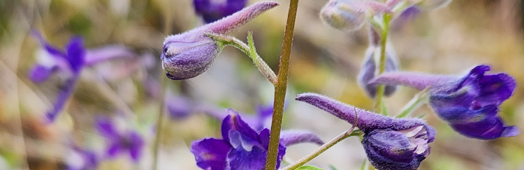 Crocii